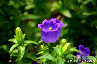 风铃草首饰的寓意和象征，风铃草的寓意是什么？