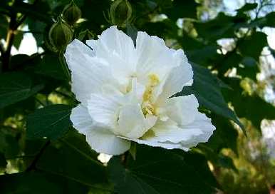 芙蓉花象征着什么，芙蓉花的吉祥物象征着什么