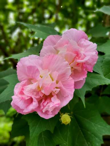 芙蓉花象征着什么，芙蓉花的吉祥物象征着什么