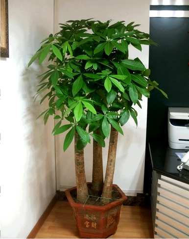 什么植物适合客厅盆栽？大型植物盆栽客厅直播