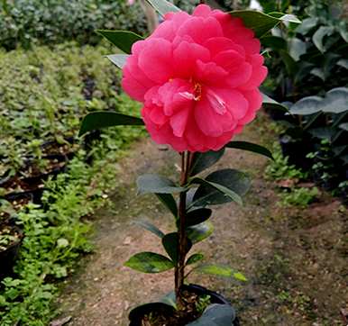 四季茶花哪个品种最好看？四季茶花有白色品种吗？