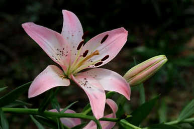 观赏菊花可以在室内种植吗？招财菊花适合在室内种植有毒菊花吗？