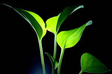 如何饲养滴水观音植物，如何饲养滴水观音植物