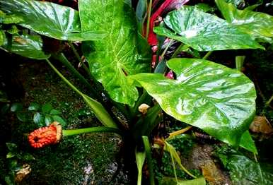 如何饲养滴水观音植物，如何饲养滴水观音植物