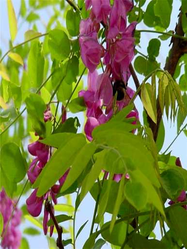 红花槐、红花槐、红花槐的种植方法