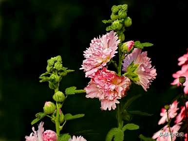 蜀葵花现在种晚了，蜀葵花好养活吗？