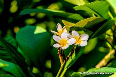 红蛋花的花语是什么，鸡蛋花的花语是什么？