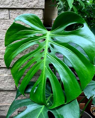 室内盆栽哪种驱蚊植物最好，室内大型盆栽植物有哪些？