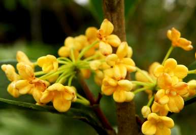 桂花几个月开花，广东中山春桂花几个月开花