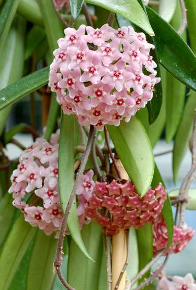 什么肥料可以在球兰花上开花？球兰花怎么能开花？