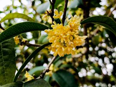 香花有哪些，香花有哪些图片？