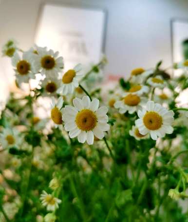 香花有哪些，香花有哪些图片？