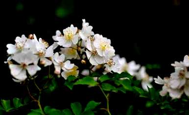 茶花的寓意和象征，茶花的寓意和象征