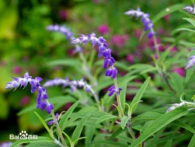 鼠尾草的花语是什么，夏天粉钻鼠尾草的花语是什么？