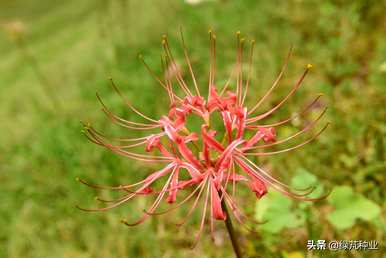 对岸花有几种颜色和几种含义，对岸花有几种颜色和几种含义