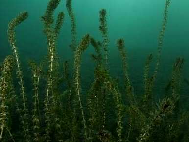 水生植物如何长得好，水生植物如何长得好