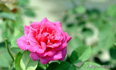 月季花语是什么意思，月季花语是什么意思？