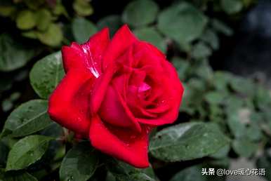 月季花语是什么意思，月季花语是什么意思？