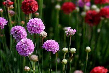 石竹花的花语大全带图片，石竹花的花语和寓意是什么