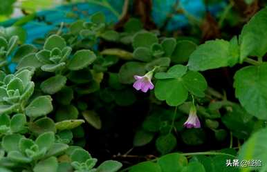 碰碰香不开花，碰碰香开花吗？