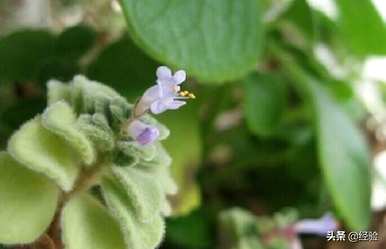 碰碰香不开花，碰碰香开花吗？