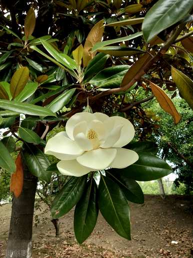 什么季节开玉兰花，什么季节适合玉兰花？