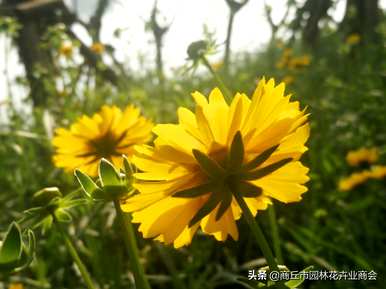 金鸡菊是一年生草本还是多年生草本？金鸡菊是草本还是木本？