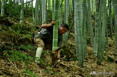 竹子种植一般在几个月内，竹子种植几年成材