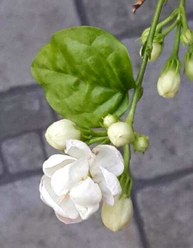 茉莉花什么季节开？茉莉花的象征和意义