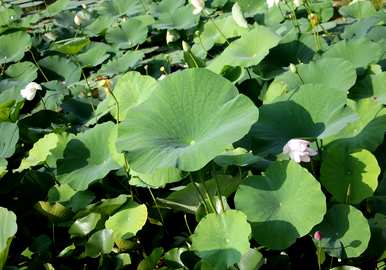 如何种植莲藕，如何种植莲藕会更粉