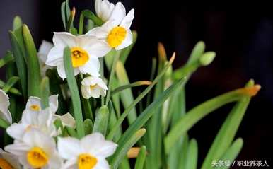 水仙花科普知识20字，水仙花科普知识