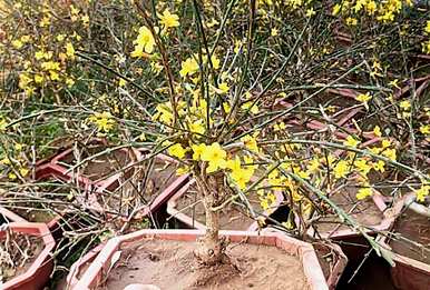 迎春花开花结果几年，迎春花开花结果几年