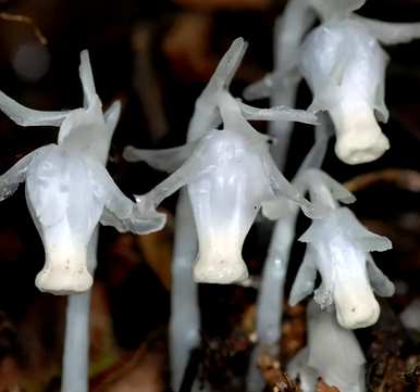 水晶玉露的花语和寓意，水晶花的花语是什么？