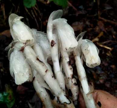 水晶玉露的花语和寓意，水晶花的花语是什么？