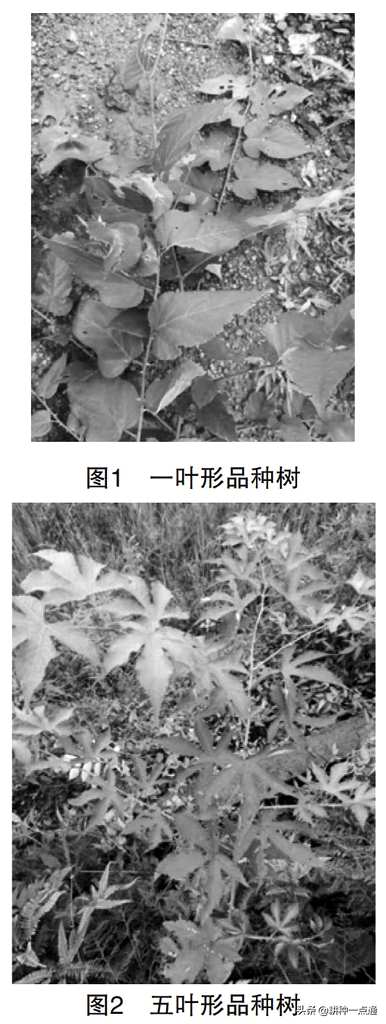 最近关于覆盆子种植前景的信息，覆盆子什么时候种植最好？