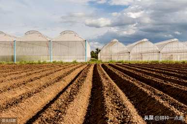 最近关于覆盆子种植前景的信息，覆盆子什么时候种植最好？