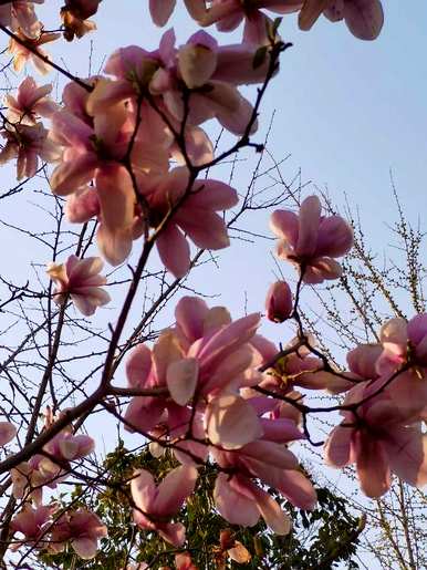 玉兰花和木兰花的花语，木兰花的花语和寓意