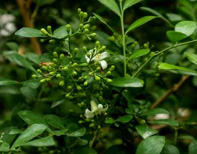 九里香盆栽植物怎么养，刚买的九里香怎么盆栽？