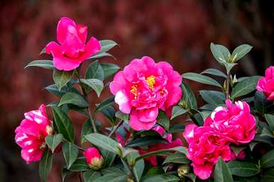 如何培育四季红山茶花花盆和四季山茶花？