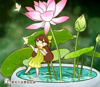 怎样养碗莲才能开花，碗莲开花全过程视频