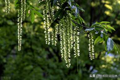 路边有哪些绿化植物？路边常青绿化植物有哪些？