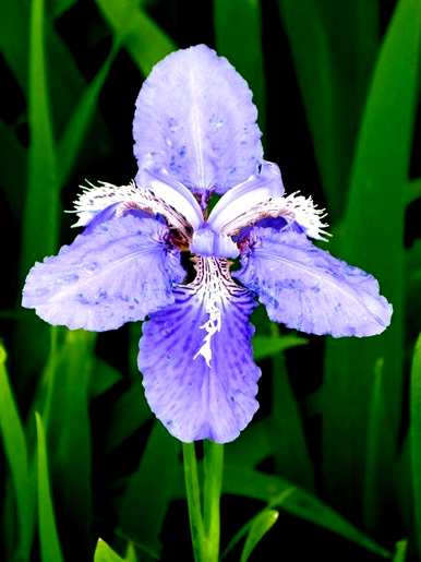 鸢尾花语彩虹、鸢尾花语和象征