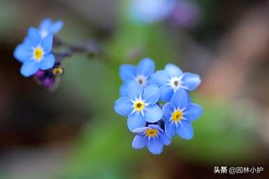 黄花有哪些花名，蓝花有哪些花名？