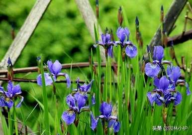 黄花有哪些花名，蓝花有哪些花名？