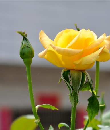 送玫瑰的花朵数代表什么，6朵香槟玫瑰的花朵数代表意思