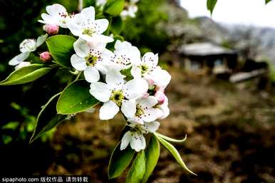 还有哪些经典的梨花语，梨花语是什么意思？