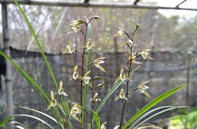 兰花花后如何保养，兰花花棚夏季保养