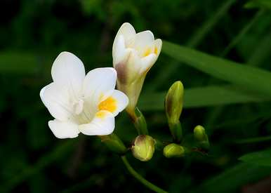 小苍兰什么季节开花，小苍兰什么时候开花？