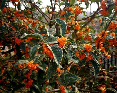 盆栽四季桂花树怎么养？阳台适合盆栽桂花树吗？