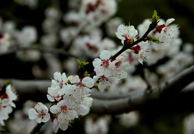 樱花树种植气候条件，樱花树种植生长条件